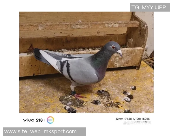 汤姆希顿赞拉门斯基本功卓越冷静性格坚韧展现出色潜力